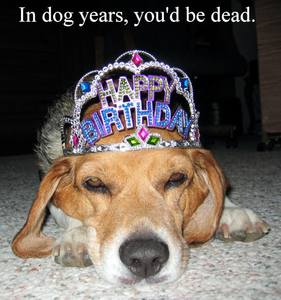 birthday-dog.jpg