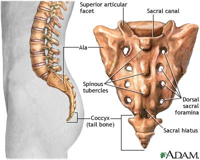 pain bone butt part tailbone spine anatomy ii sacrum coccyx vertebrae pelvis vertebral bony lumbar nerves aware exact issues comes